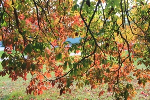 gröna och röda löv som sitter på en lågt hängande gren