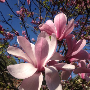 Stora rosa magnolia blommor mot en blå himmel