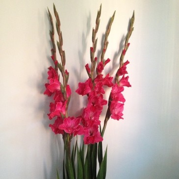 Gladioler är perfekt att ta in som snittblommor. Här är rosa gladiolus.