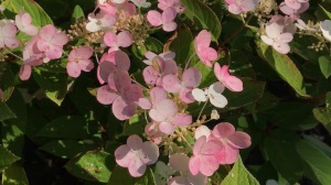 En skir rosa blomställning hos hortensia Early Sensation
