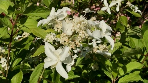 Rent vit hortensia med något platt runda blomställningar.